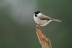 Poecile: Marsh Tit