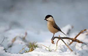 Palustris: Marsh tit