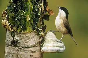 Poecile: Marsh Tit