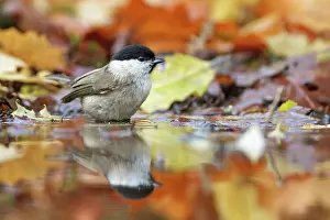 Poecile: Marsh Tit