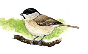 Palustris: Marsh tit