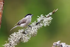 Poecile: Marsh tit