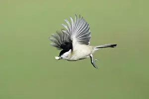 Peanuts: Marsh Tit - in flight, with peanut in bill