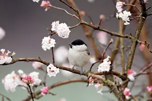 Viburnum: Marsh Tit - on flowering Viburnum bush