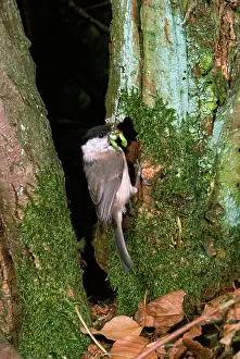 Grub: Marsh Tit - with grub in beak at nest hole