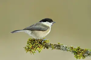 Grown: Marsh tit (Parus palustris) on a branch overgrown