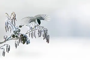 Palustris: A Marsh tit (Parus palustris) flies from a branch