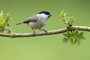Poecile: Marsh Tit (Parus palustris), Overijssel, The Ne