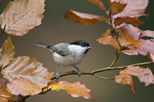 Poecile: Marsh Tit (Parus palustris) perched on a branch