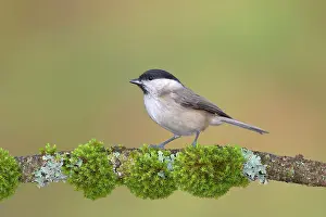 Palustris: Marsh tit (Parus palustris), sitting on a moss-covered