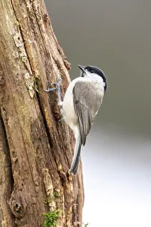 Palustris: Marsh tit (Parus palustris), Volcanic Eifel, Rhineland-Palat