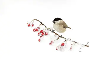 Laden: Marsh Tit - perched on a berry laden twig covered