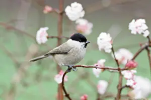 Viburnum: Marsh Tit - perched on branch of flowering Viburnum
