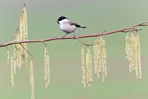 Hazelnut: Marsh Tit - perched on hazelnut tree branch