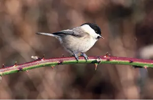 Tits: MARSH TIT - PERCHING ON STEM