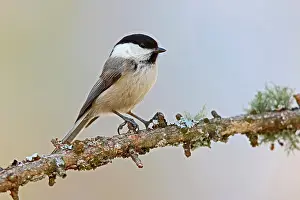 Poecile: Marsh Tit (Poecile palustris) on a branch, Valais