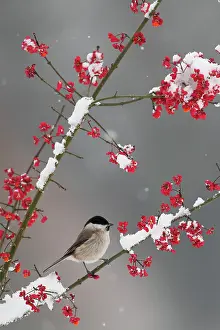 Poecile: Marsh Tit (Poecile palustris) on a branch in winter