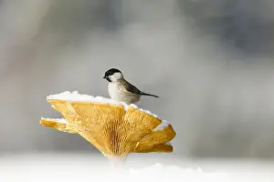 Poecile: Marsh tit (Poecile palustris) on Brown Roll-rim