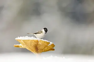 Poecile: Marsh tit (Poecile palustris) on Brown Roll-rim