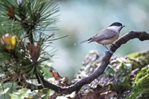 Poecile: Marsh Tit (Poecile palustris), Emsland, Lower Saxony