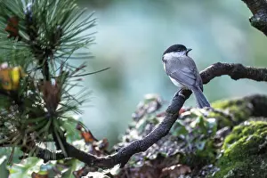Poecile: Marsh Tit (Poecile palustris), Emsland, Lower Saxony