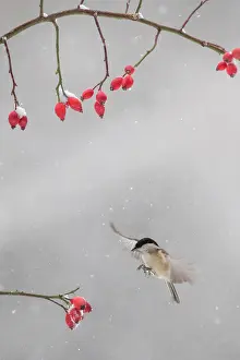 Poecile: Marsh Tit (Poecile palustris) in flight in winter