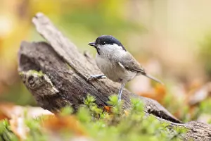 Poecile: One Marsh Tit (Poecile palustris) perched on a