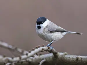 Poecile: Marsh Tit (Poecile palustris) perched on branch