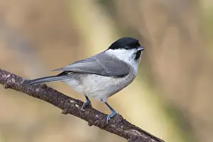 Poecile: Marsh Tit (Poecile palustris) perched on dead b