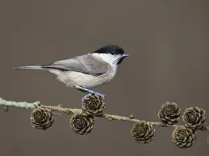 Poecile: Marsh Tit (Poecile palustris) perched on Larch