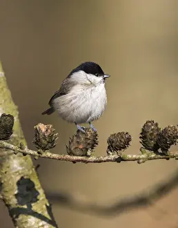 Poecile: Marsh Tit (Poecile palustris) perched on Larch