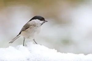 Poecile: Marsh Tit (Poecile palustris) standing in the