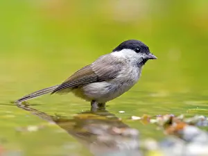 Poecile: Marsh Tit (Poecile palustris) standing in shallow