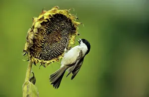 Ripened: Marsh TIT - On ripened sunflower head