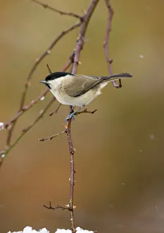 Flurry: Marsh Tit - In snow flurry