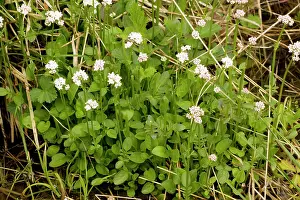 Dioica: Marsh valerian