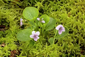 Sphagnum: Marsh violet or bog violet - amongst bog moss (Sphagnum)