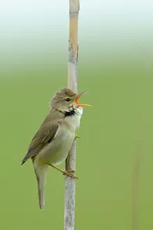 Acrocephalus: Marsh Warbler