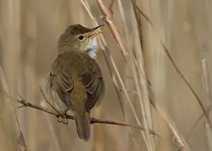 Palustris: Marsh Warbler