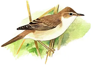 Palustris: Marsh Warbler