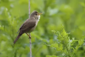 Reeds: Marsh Warbler (Acrocephalus palustris) singing