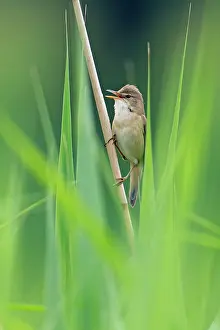 Acrocephalus: Marsh Warbler - perched on reed stalk - singing