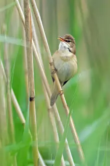 Acrocephalus: Marsh Warbler - perched on reed stalk - singing