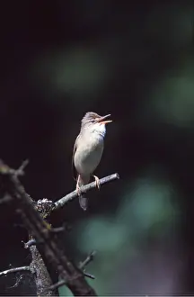 Warblers: MARSH WARBLER - singing on branch