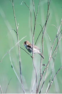 Warblers: MARSH WARBLER - singing on branch