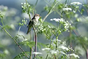 Hemlock: Marsh Warbler - singing from flowering hemlock plant