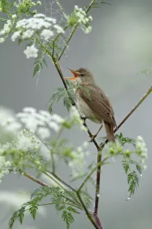Hemlock: Marsh Warbler - singing from flowering hemlock plant