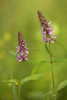Woundwort: Marsh woundwort