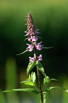Woundwort: Marsh Woundwort
