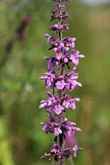 Woundwort: Marsh Woundwort